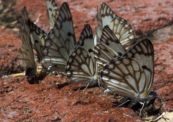 Brown Veined White Butterflies.