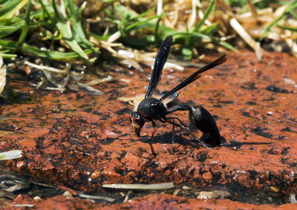 Paper Wasp, (Delta emarginatum???)