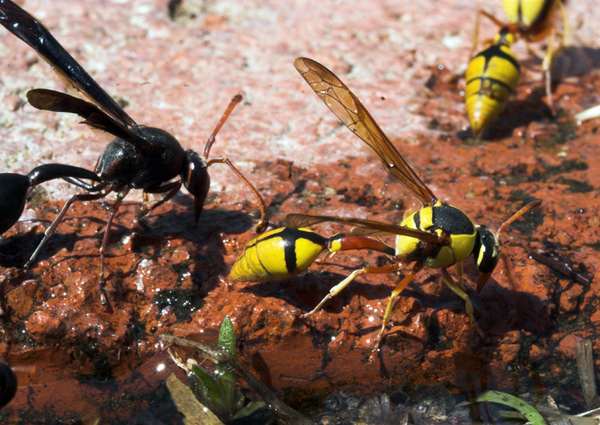 Paper Wasp (Delta Hottentottum)