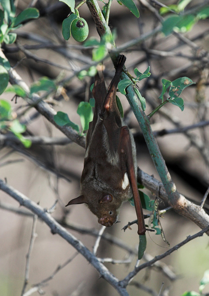 Leaf Nosed Bat ???