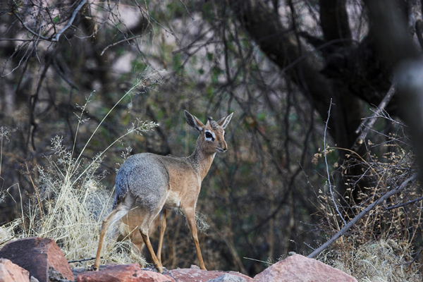 Damara Dik Dik