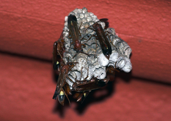 Paper Wasps (Vespidae)