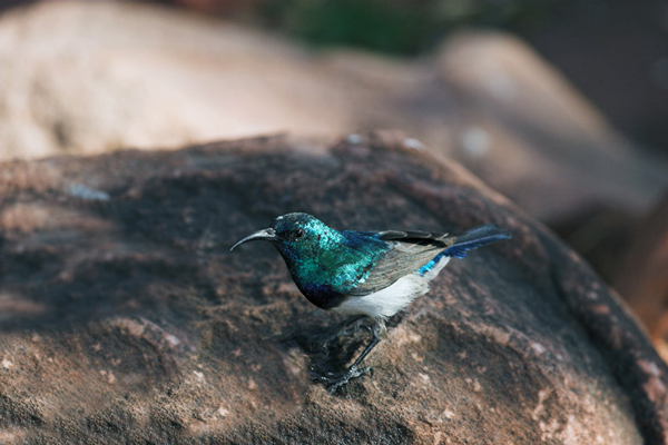 White Bellied Sunbird