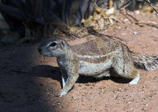 South African Ground Squirrel