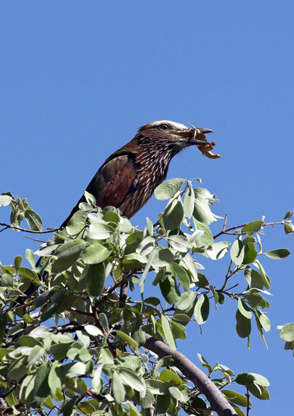 Purple Roller