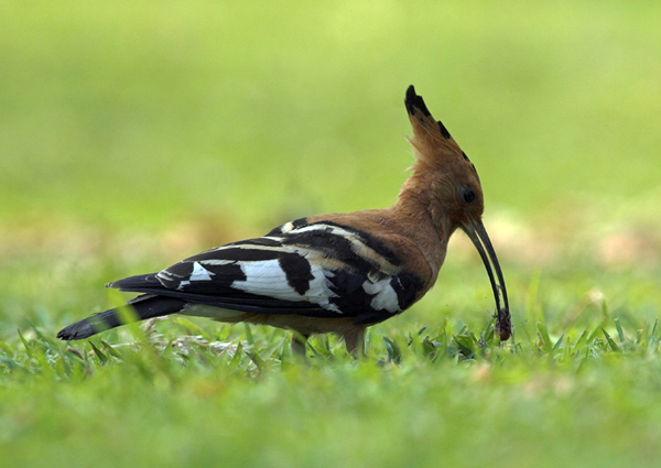 African Hoopoe