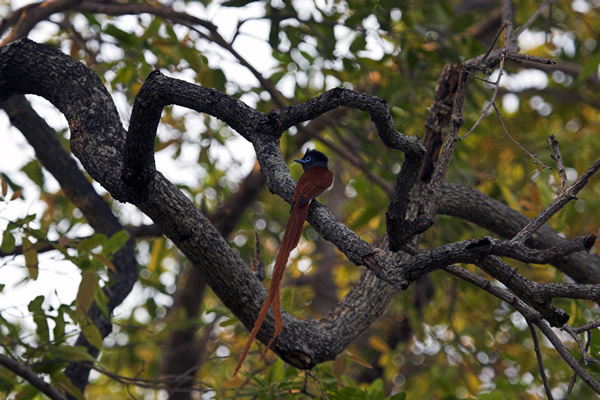 African Paradise Flycatcher