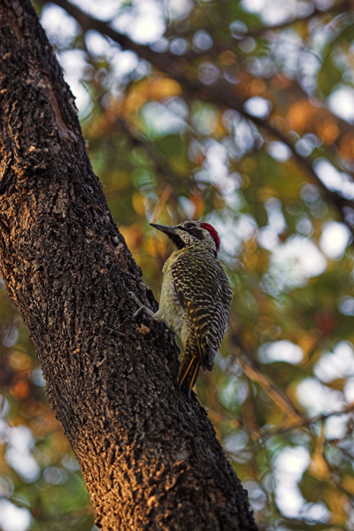 Bearded Woodpecker