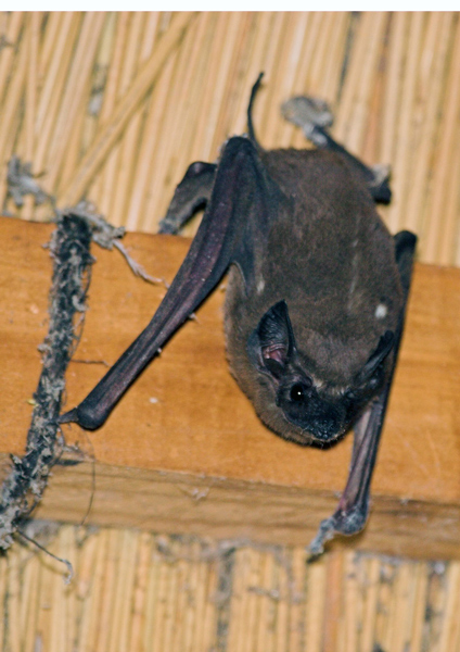 I think this is a Pipistrelle Bat possibly a Banana Pipistrelle.