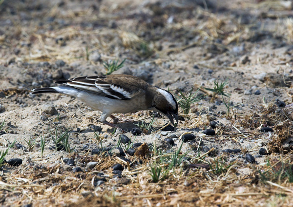 White Browed Sparrow Weaver