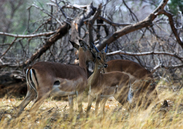 Impala