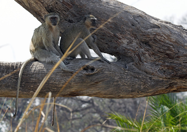 Vervet Monkey.