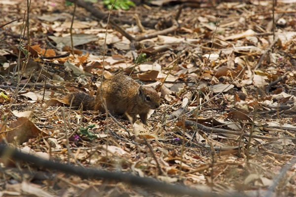 Smiths Bush Squirrel???