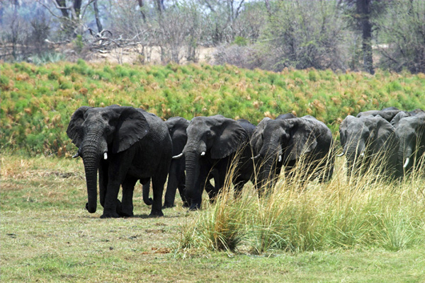 Elephant