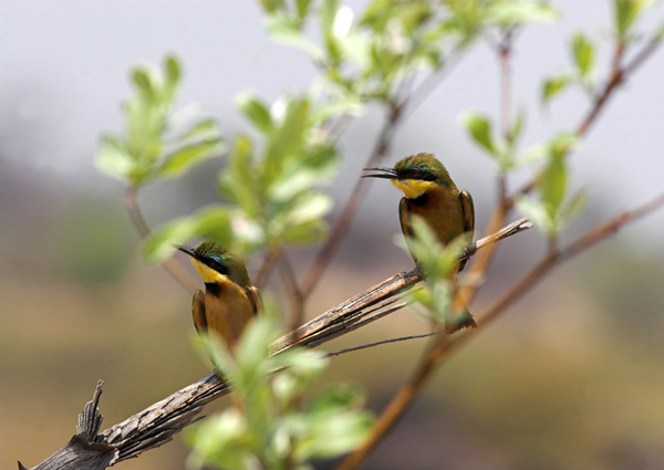 Little Bee Eater