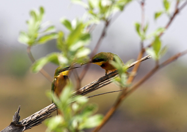 Little Bee Eater