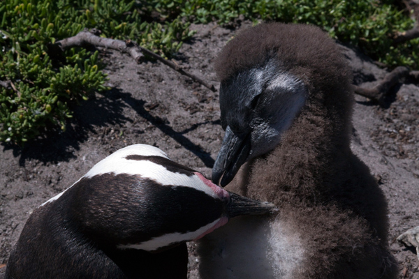 Jackass Penguin