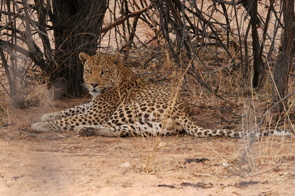 The Highlight of the trip a fantastic Male Leopard.