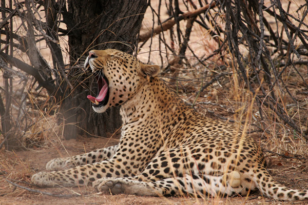 Male Leopard.
