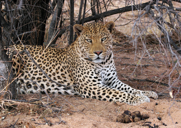 Male Leopard.