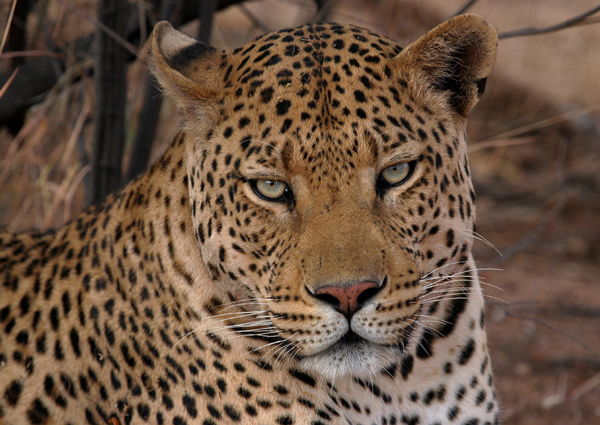 Male Leopard.