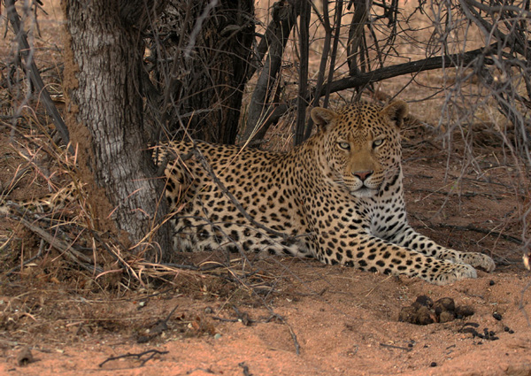 Male Leopard.