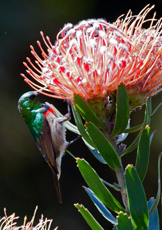 Protea and Visitor