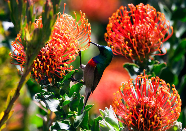 Protea and Visitor