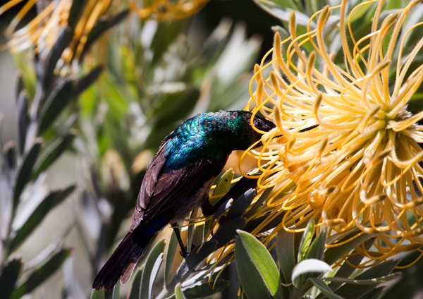 Protea and Visitor