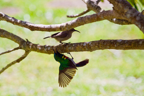 Mating Dance