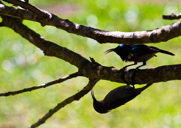 Mating Dance