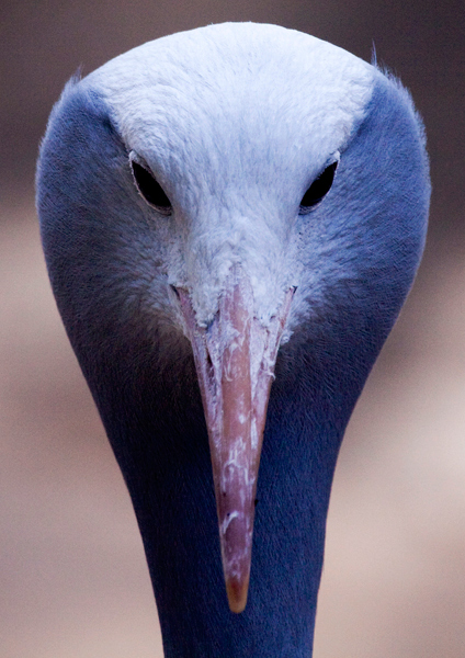 Eyes Front!