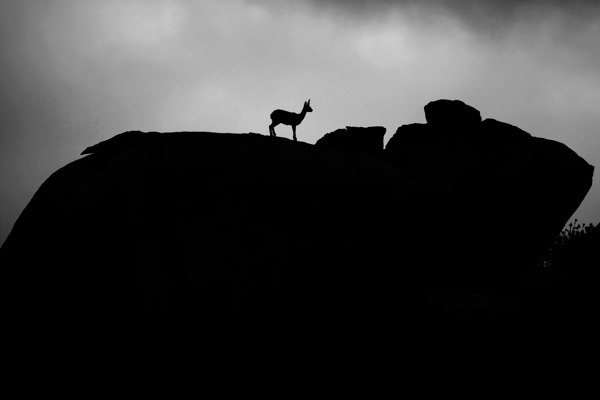 Giant with pet Antelope