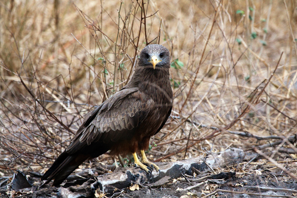 Termite Treat