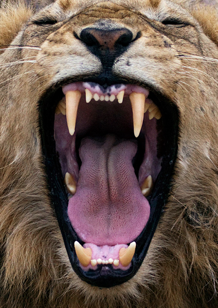 I think you have a fine set of teeth sir.