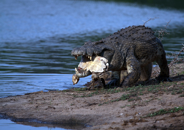 Terrapin Takeaway.