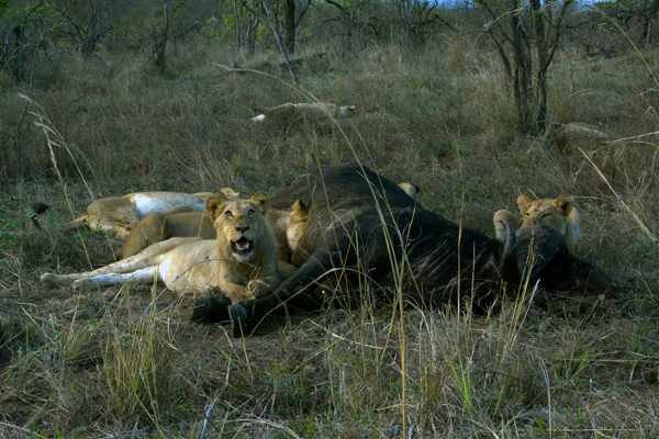 Buffalo Kill.