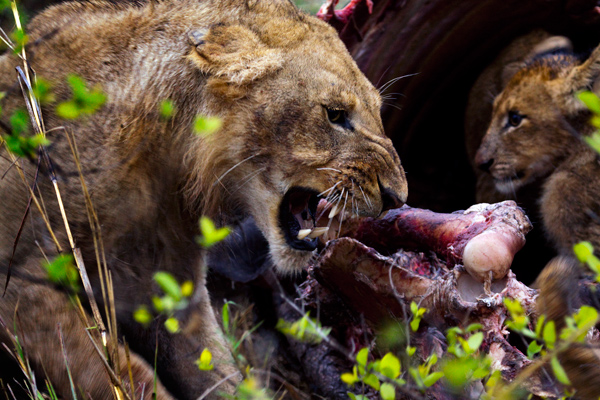 On the Kill.