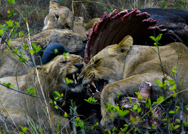 On the Kill.