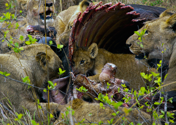 Cub in the Carcase.