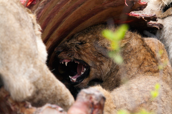Cub with attitude.