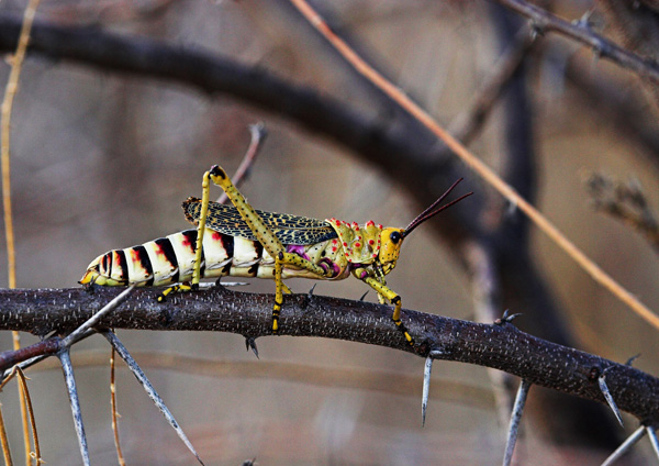 a Locust of some size
