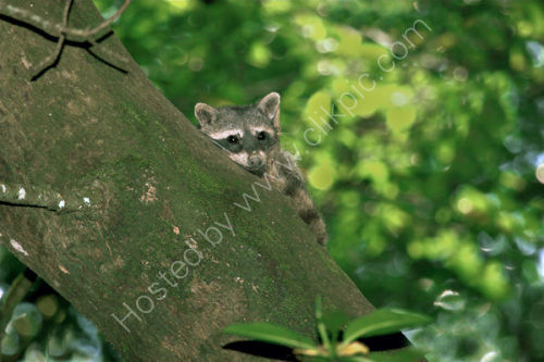 Northern Racoon