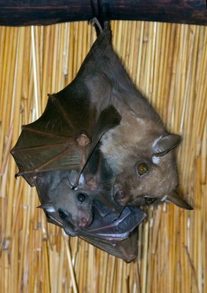 Fruit Bat and Baby.