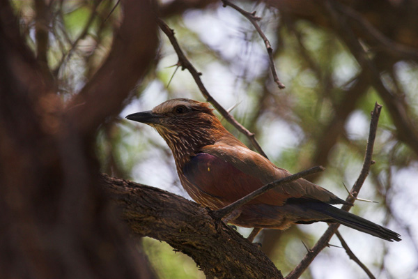 Purple (Rufouse Crowned) Roller
