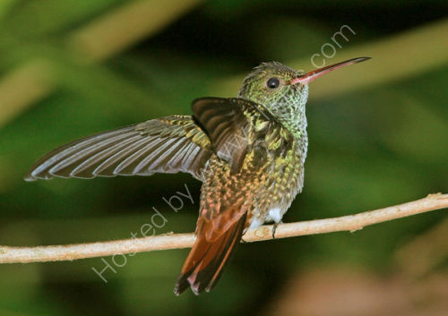 Rufouse Tailed Hummingbird