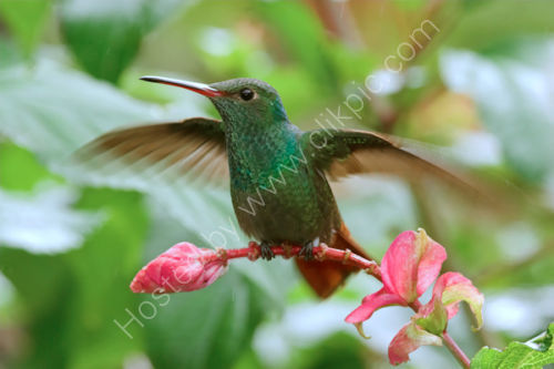 Rufouse Tailed Hummingbird