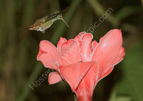 Rufouse Tailed Hummingbird