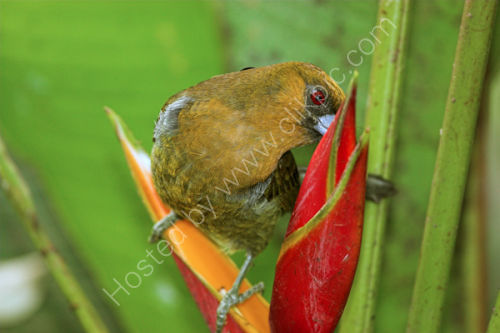 Scarlet Rumped Tanager