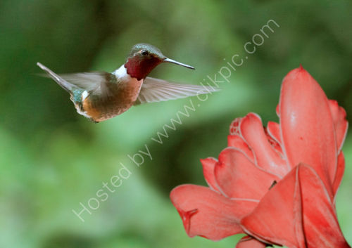 Scintillant Hummingbird